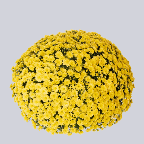 Lauro Yellow
