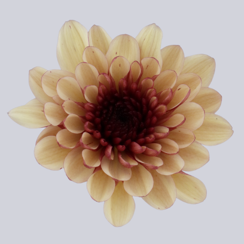Lovato Apricot