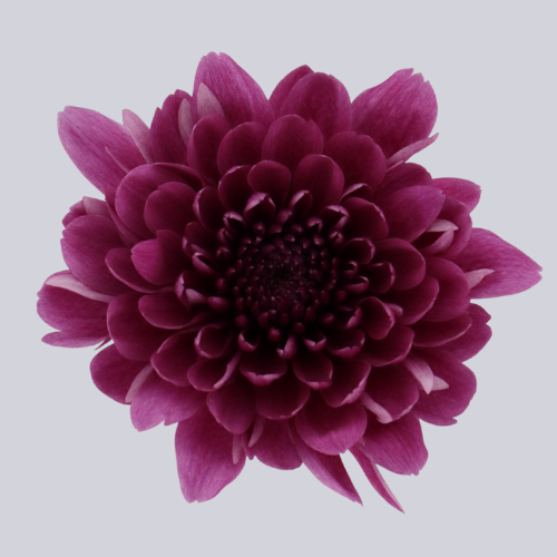 Lovato Purple