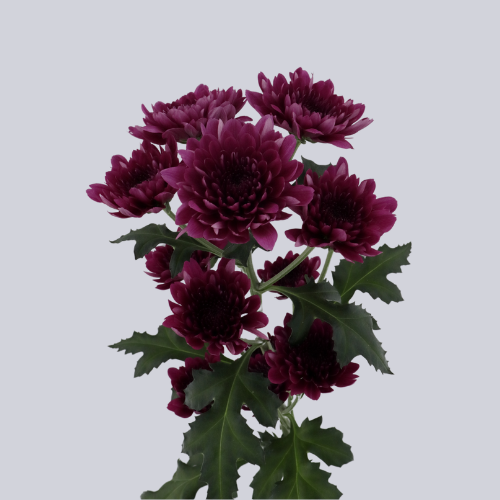 Lovato Purple