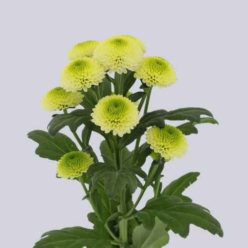 Maverick Lime