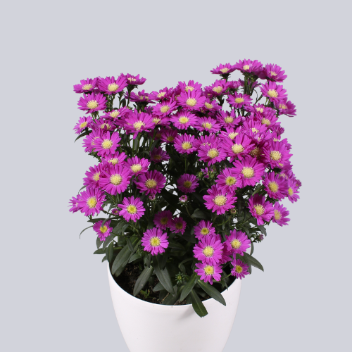 Starletta Fuchsia