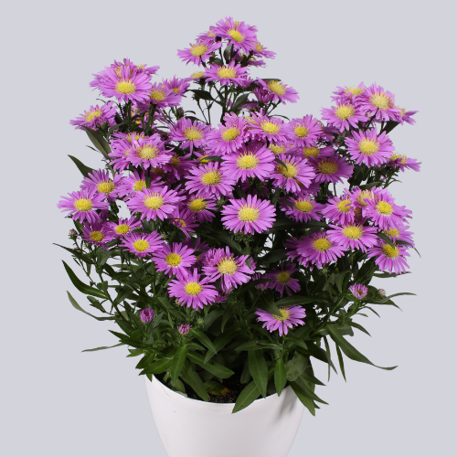 Starletta Nova Pink
