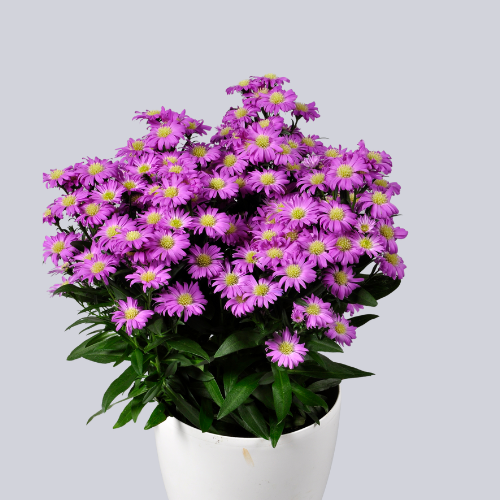 Starletta Pink