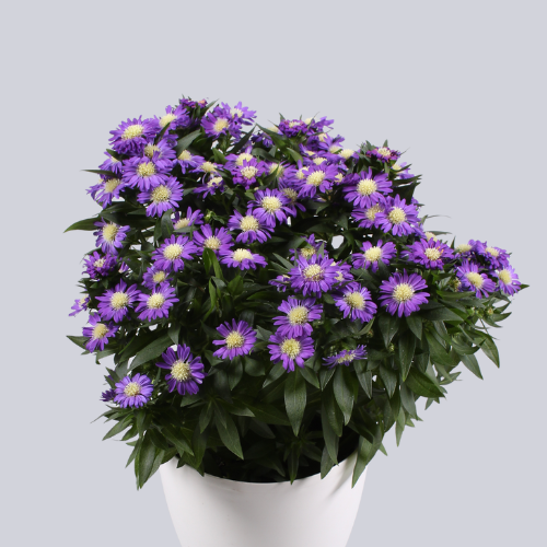 Starletta Purple
