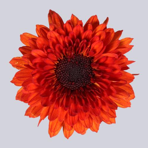 Summerflame