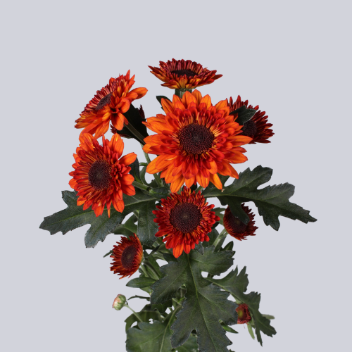 Summerflame