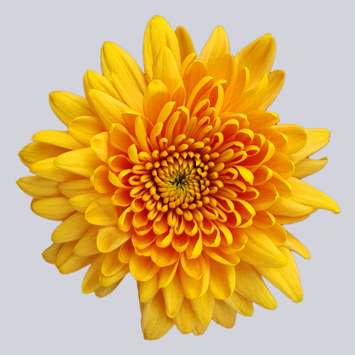Surange