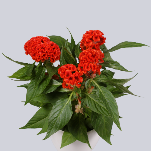 Twisted Orange Bright