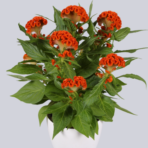 Twisted Orange