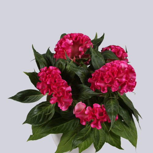 Twisted Pink Bright