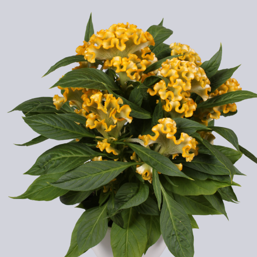 Twisted Yellow