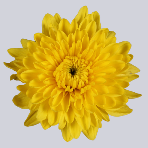 Vasole Bright