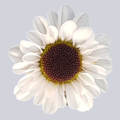 Whynot White