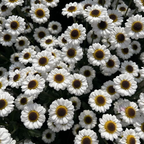 Whynot White