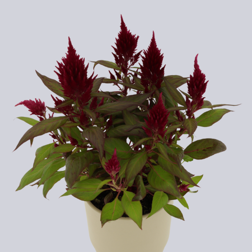 Floriosa